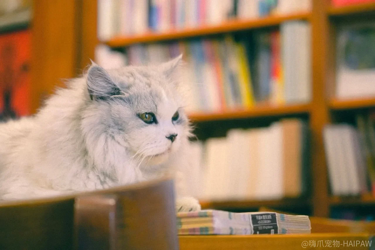 猫砂盆买回来猫就会用？幼猫引导做错顺序，再贵的盆也白搭