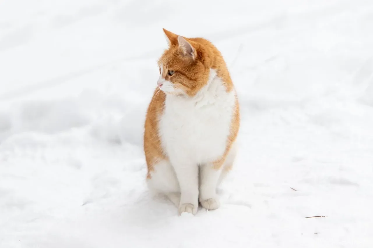 猫咪真的不能训练吗?吃饭规矩和如厕习惯,靠的是方法不是智商 猫咪真的不能训练吗?吃饭规矩和如厕习惯,靠的是方法不是智商