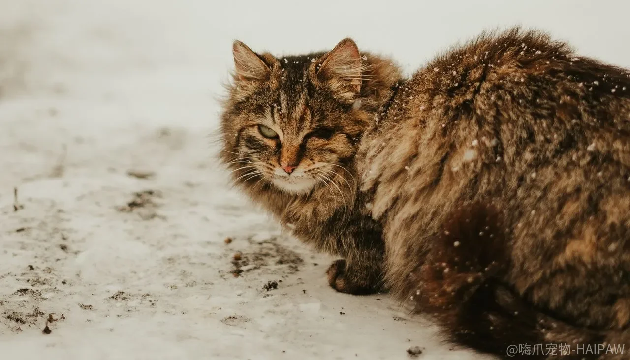 猫做错事打一顿就记住了？惩罚在猫身上到底改变了什么