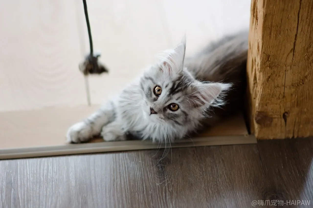 猫抓沙发，剪指甲和买猫抓板，哪个才是治本？