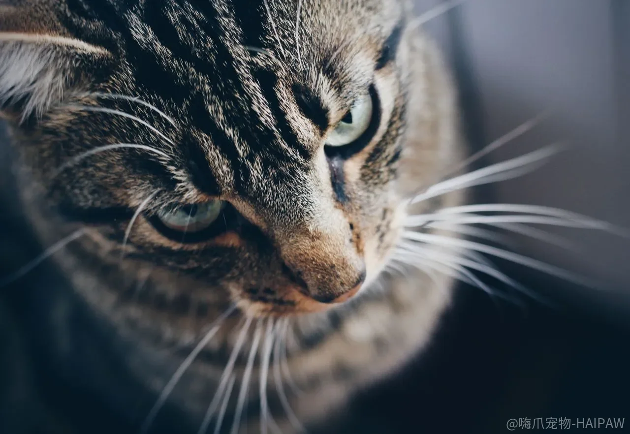 猫学不会“坐下”，是品种太笨还是奖励给晚了？