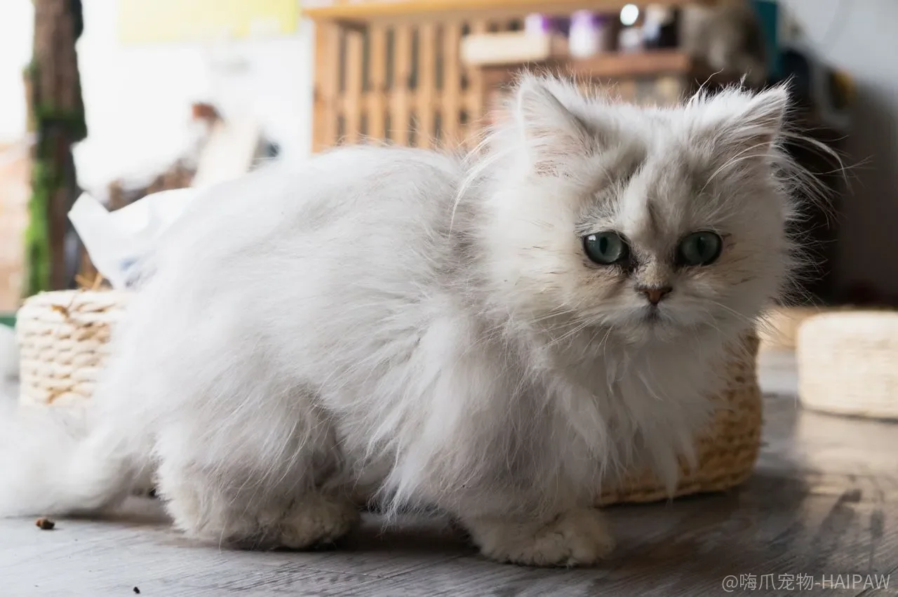 猫咪真的能学会握手和定点如厕吗？训练逻辑比手法更重要