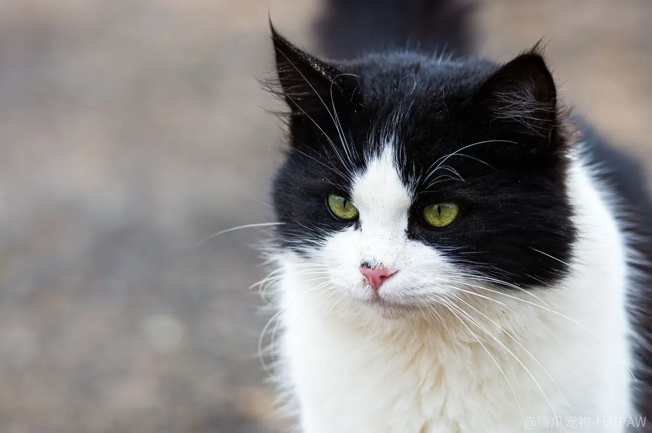 让猫不上床:呵斥喷水还是环境改造?先看清猫为什么非要睡你旁边 让猫不上床:呵斥喷水还是环境改造?先看清猫为什么非要睡你旁边
