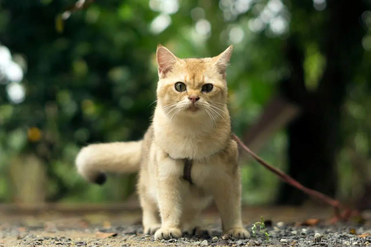 猫咪天生就会捉老鼠？母猫教的和没教的，差别比想象中大