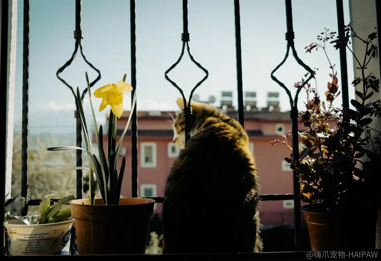 猫咪乱吃塑料袋和猫砂，只是嘴馋吗？先分清是挑食、异食还是疾病信号