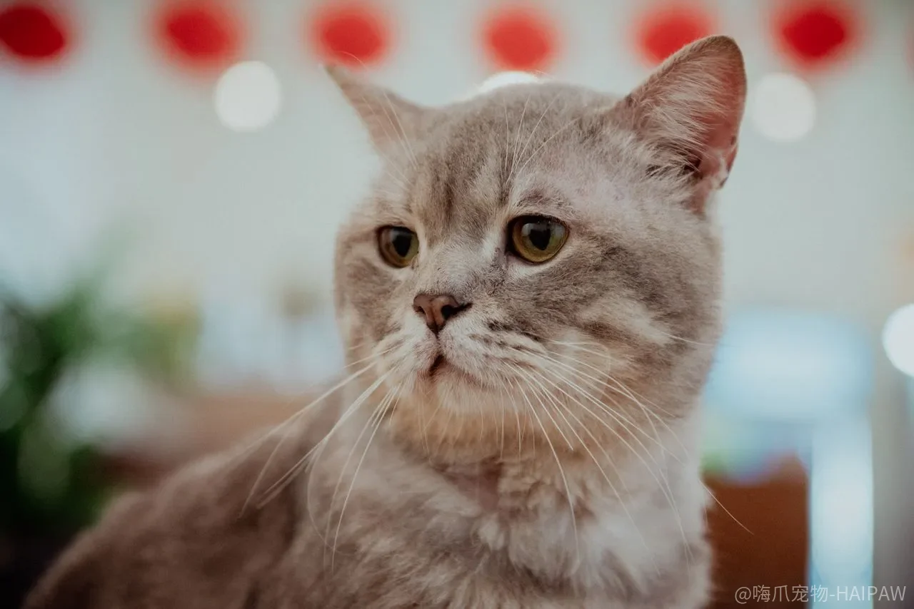 猫咪发脾气咬人，哄它、吼它还是随它去？三种反应的结果差别很大