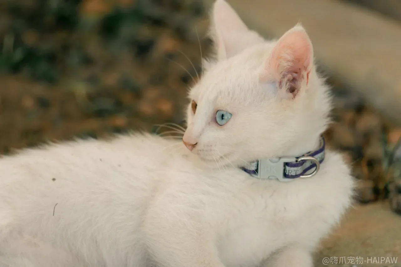 猫天生会游泳?带猫下水前,先看清“会扑腾”和“不恐慌”是两回事 猫天生会游泳?带猫下水前,先看清“会扑腾”和“不恐慌”是两回事
