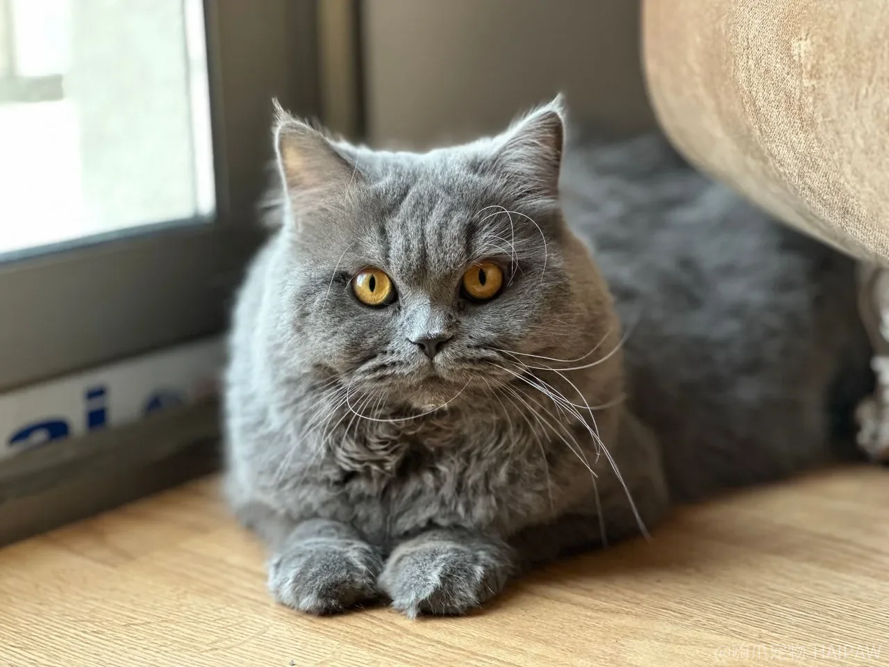 猫放着干净水不喝，偏要舔马桶和拖布水？先看懂它到底在挑什么