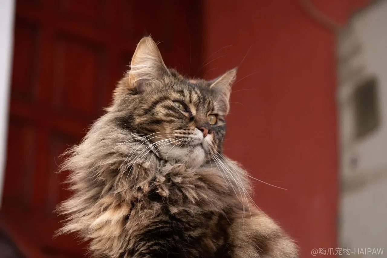 猫让你摸肚子就是信任你？亲热方式选错，温柔也会变成压力
