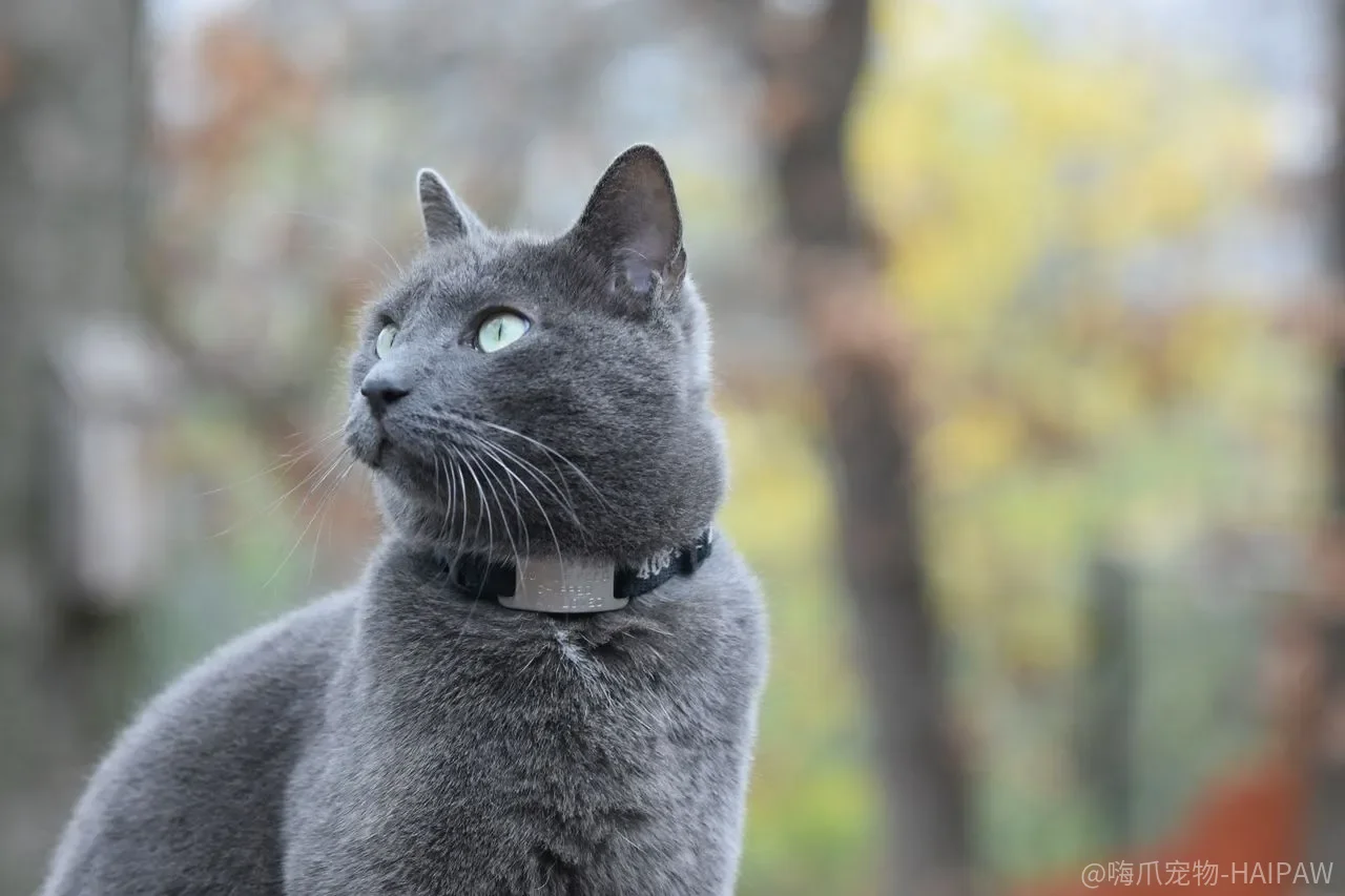 把猫关进笼子逼它睡窝？强迫定点睡觉的代价，比乱睡大得多