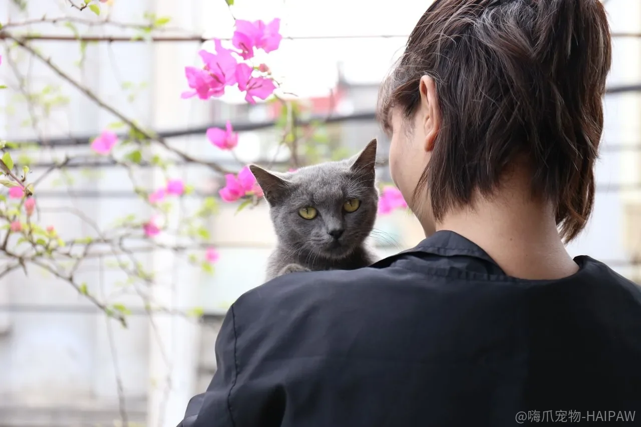 家里只有一只猫，它真的会孤独吗？再养一只和养狗陪它，哪个更靠谱？