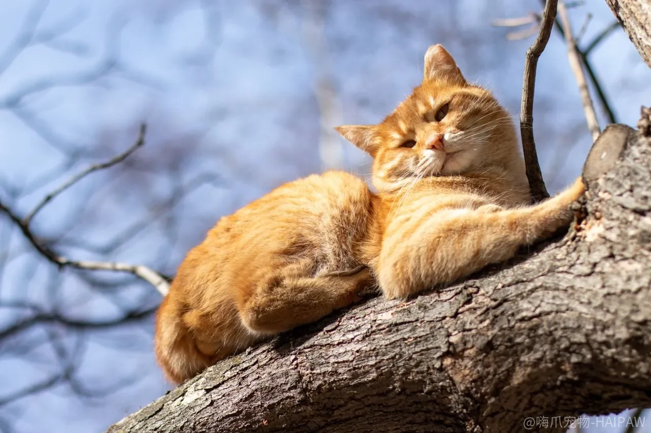 猫训练靠“刺激”？拍打、按压和响片，哪些是科学哪些是误解