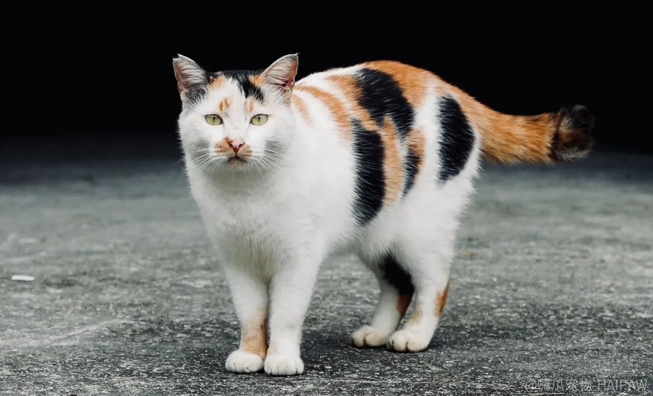 猫咪半夜跑酷、凌晨嚎叫，靠笼养和药物能纠正夜游吗？