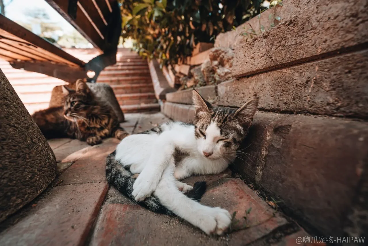 猫胆小到见人就躲，是天生性格还是家里缺了让它安心的结构？