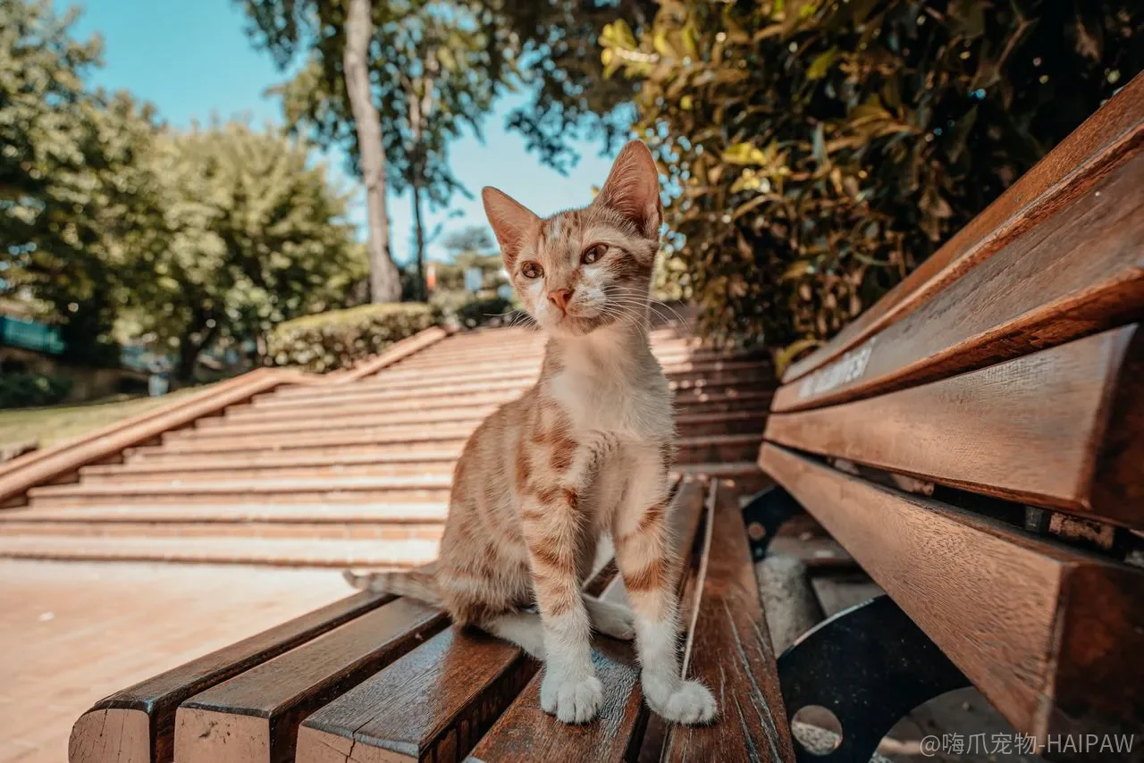 猫一出门就吓到流涎,社会化窗口错过了还能补救吗? 猫一出门就吓到流涎,社会化窗口错过了还能补救吗?