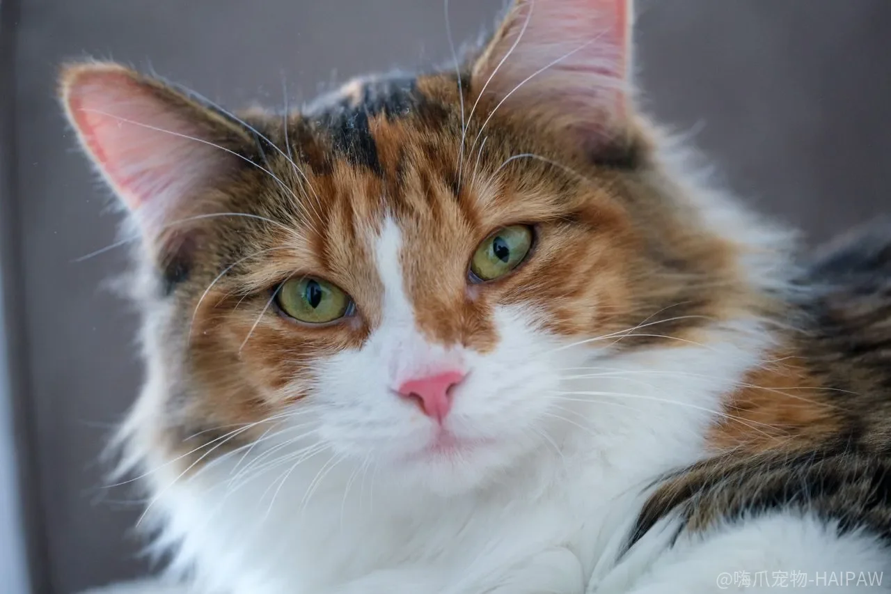 猫真的“养不熟”才难训练?先看清它愿不愿意配合的底层逻辑 猫真的“养不熟”才难训练?先看清它愿不愿意配合的底层逻辑