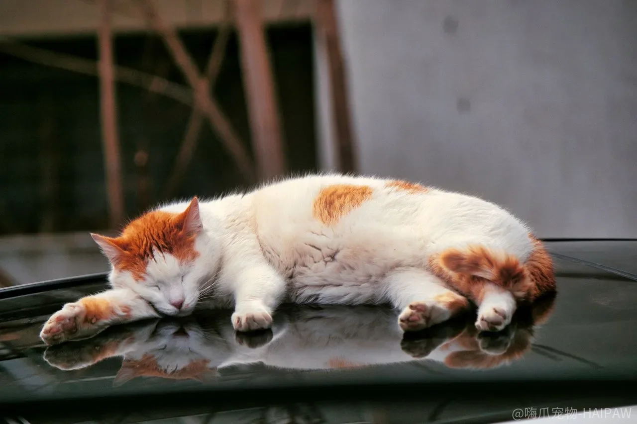 猫突然不在猫砂盆里尿了，是报复你还是家里有它忍不了的东西？