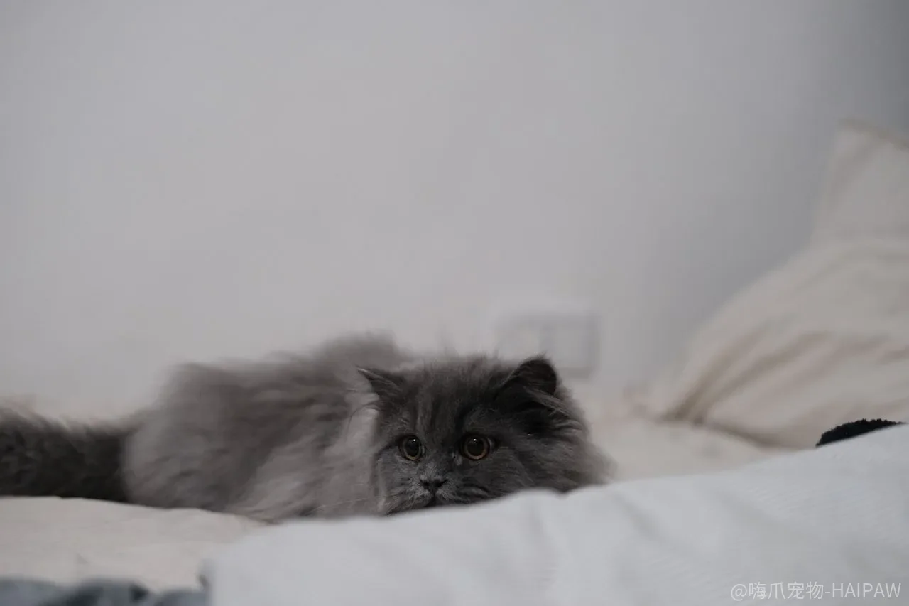 教猫蹲马桶省了猫砂,可滑落一次它可能再也不上去——这笔账划算吗? 教猫蹲马桶省了猫砂,可滑落一次它可能再也不上去——这笔账划算吗?