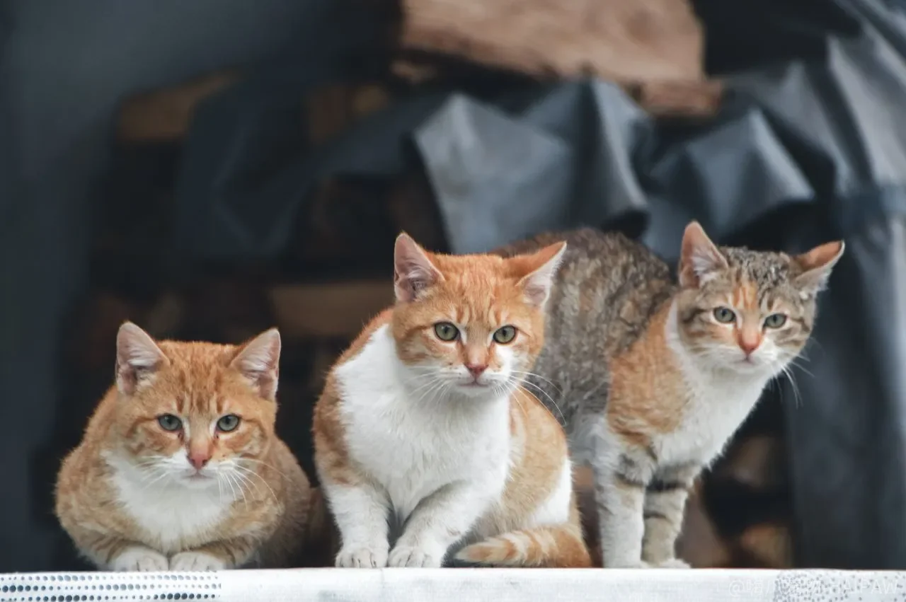 猫也能像狗一样捡东西？衔物训练的关键不在“塞进嘴里”，在“放”的那一刻