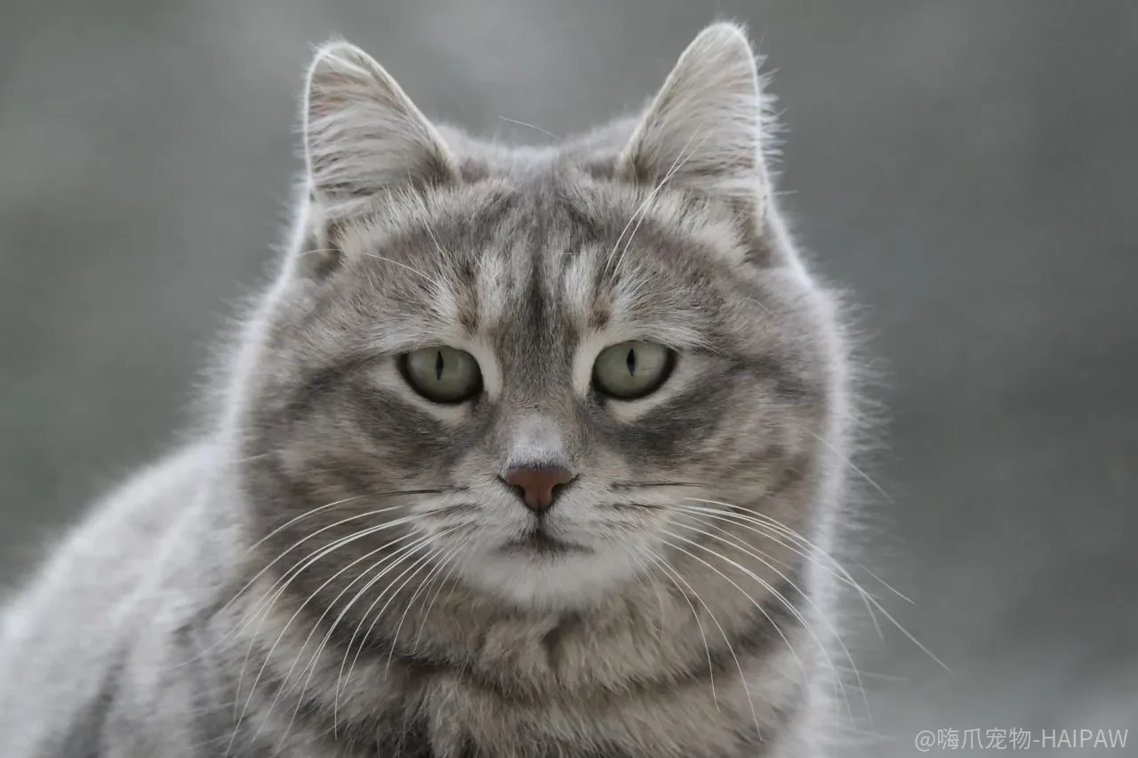 猫犯错后当场呵斥“不行”，它真的听懂了吗？惩罚在猫身上卡住的三道关