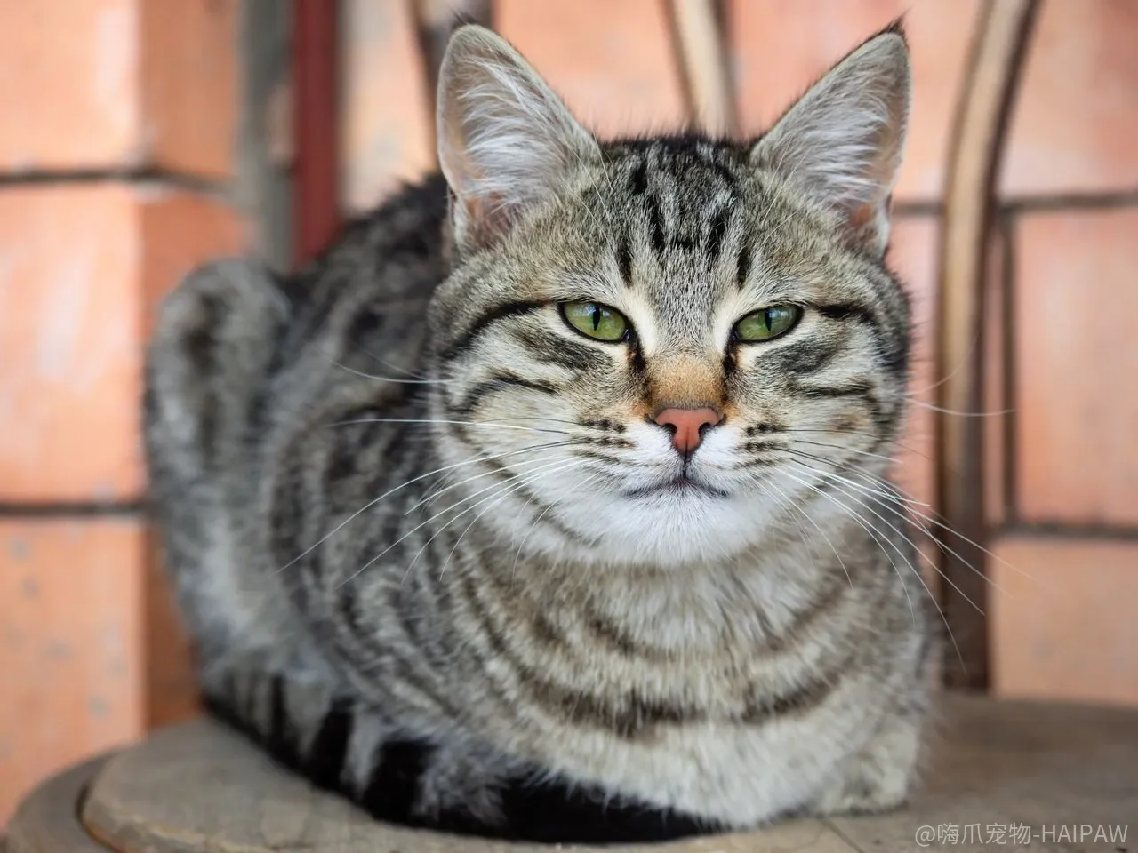 猫抓沙发、啃电线、推杯子，用噪音吓停为什么只管一次？