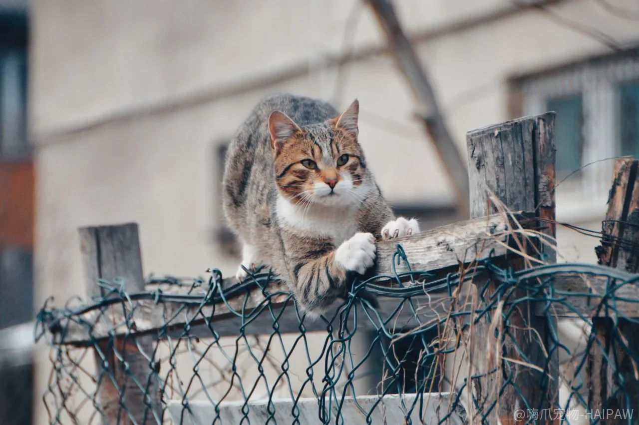买了猫抓柱猫不抓，问题在柱子还是在放的位置？