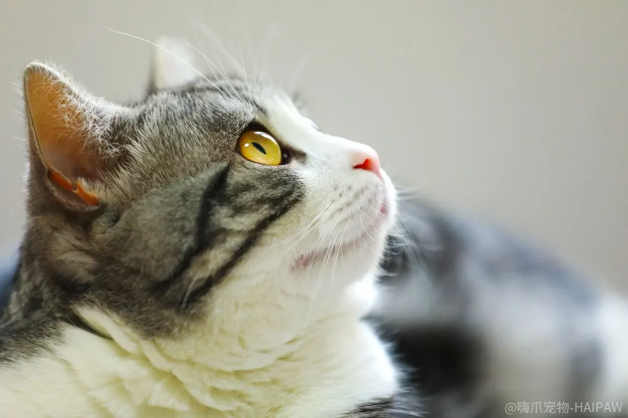 猫宁可睡纸箱也不睡猫窝，是猫窝买错了还是放错了？