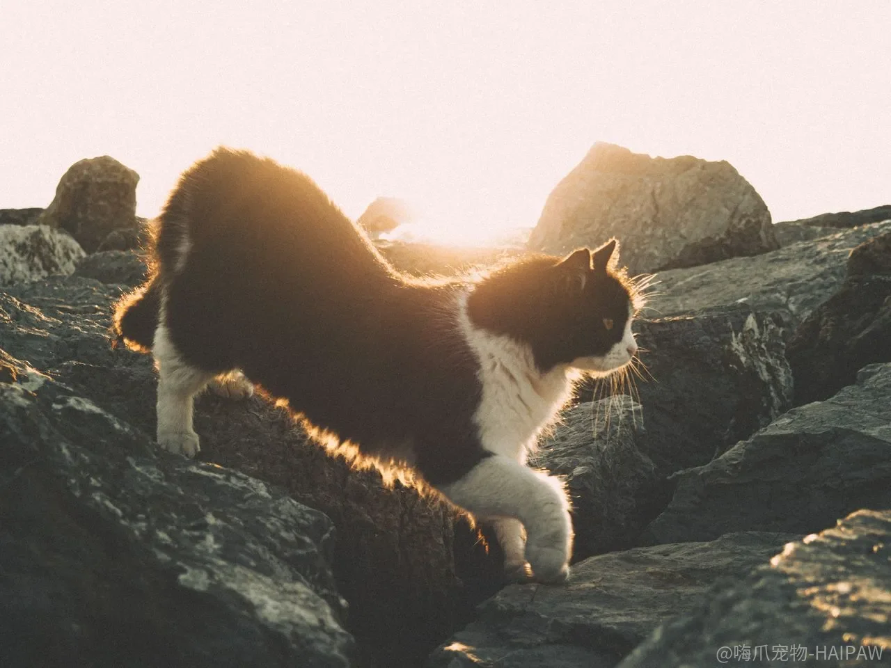 猫抓柱立在那里猫不抓，是柱子不够高还是底座不够稳？