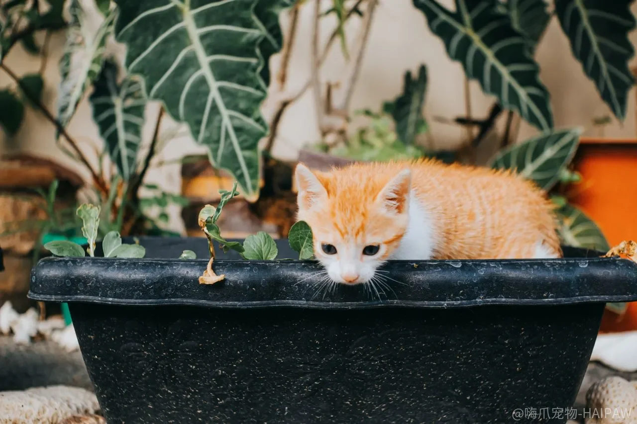 猫抓沙发抓了几年，放猫抓板还有用吗？先看位置放对没有