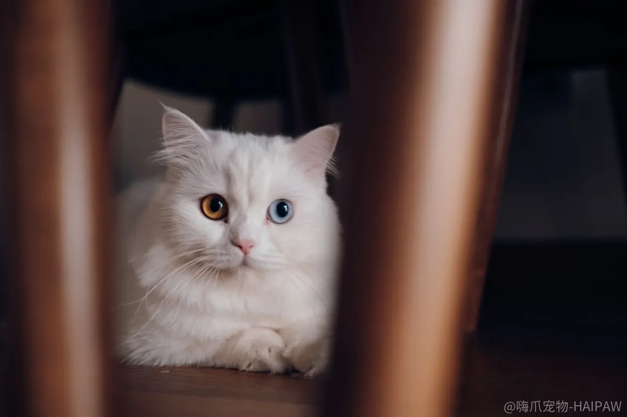 你对猫越好它越躲？猫喜欢的不是热情，是“不追它”的人