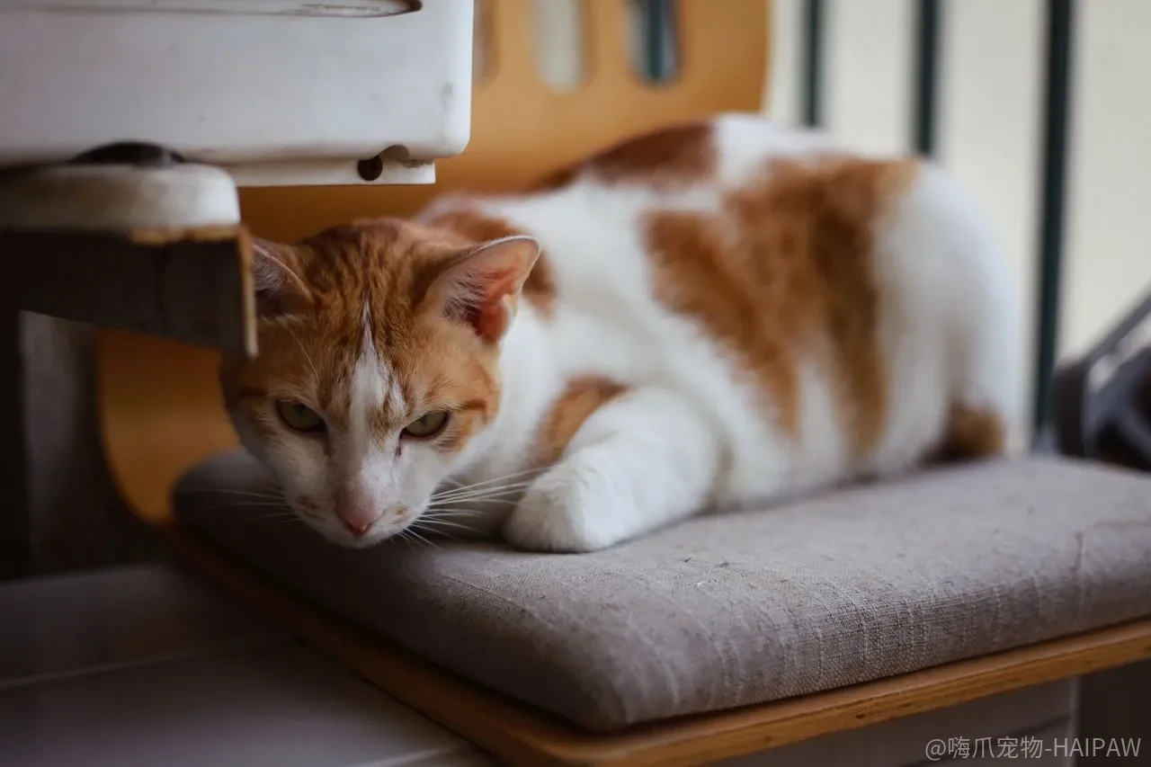 猫叼了蟑螂就往嘴里送，点鼻子、拍脑袋真的能拦住下一次吗？