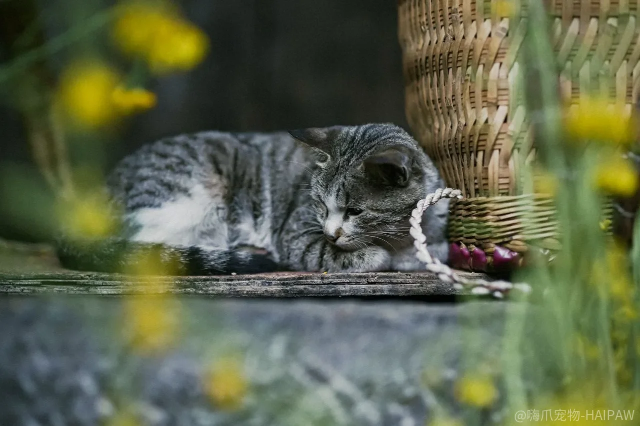猫半夜聚在客厅“开会”，是神秘仪式还是你漏看了什么？