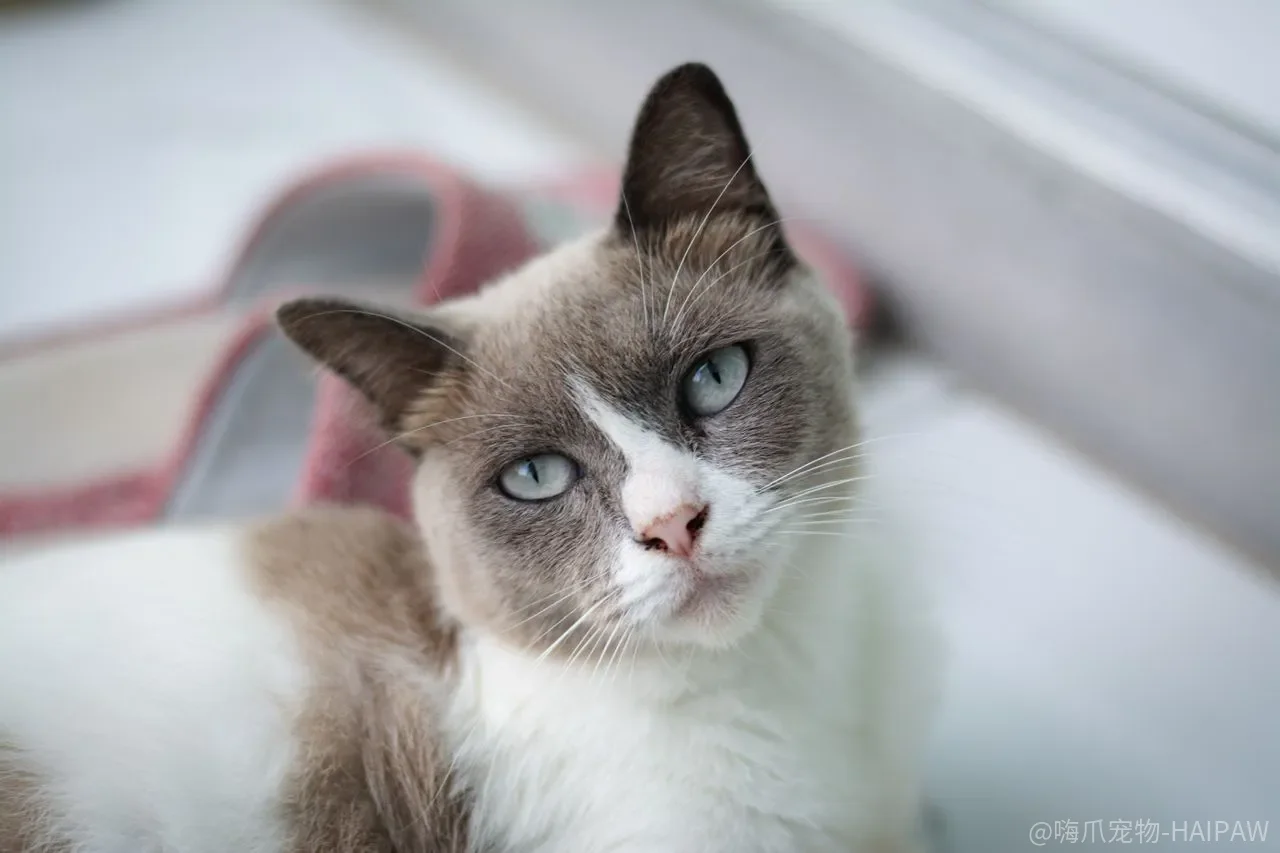 猫跳不过圈、钻不过环，是笨还是训练顺序从头就错了？