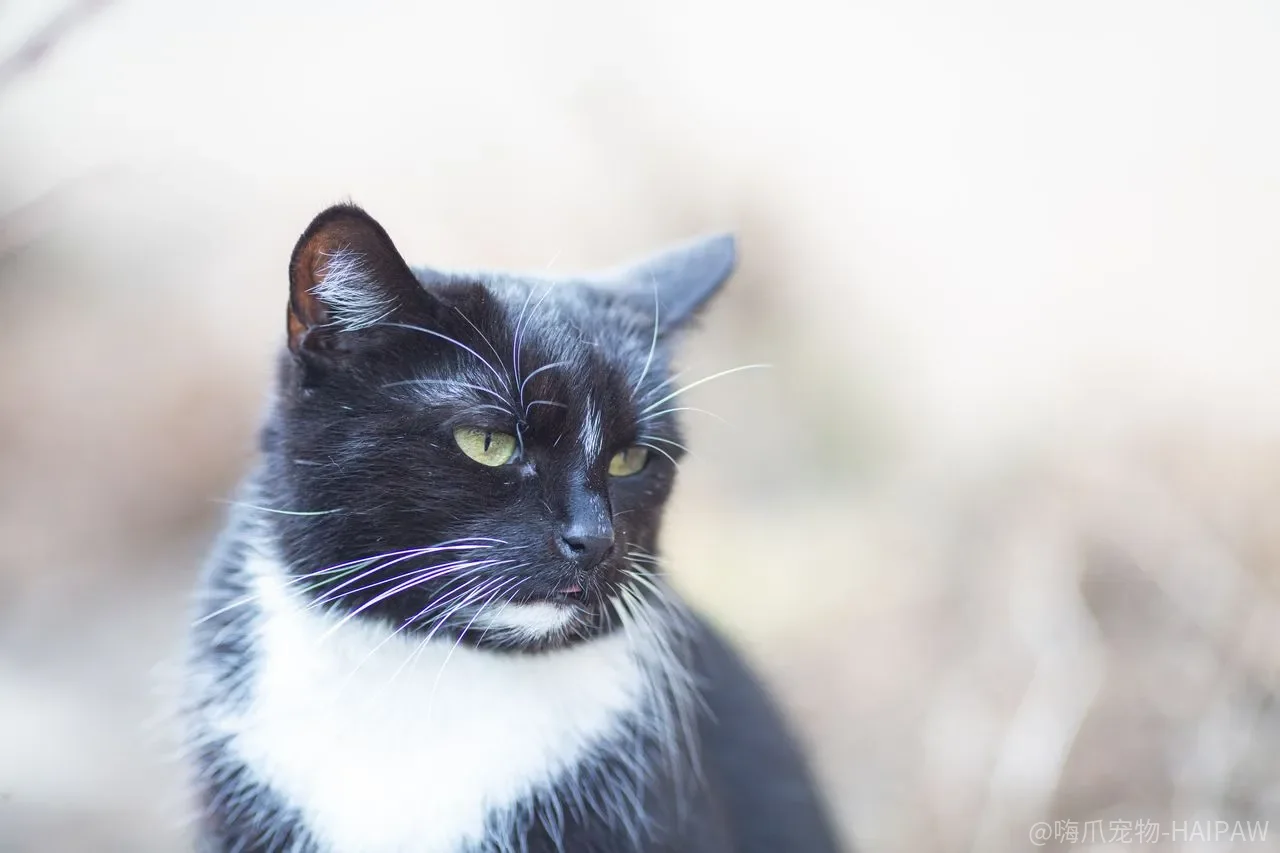 猫啃纸、吃纸箱，是无聊还是身体在发出什么信号？