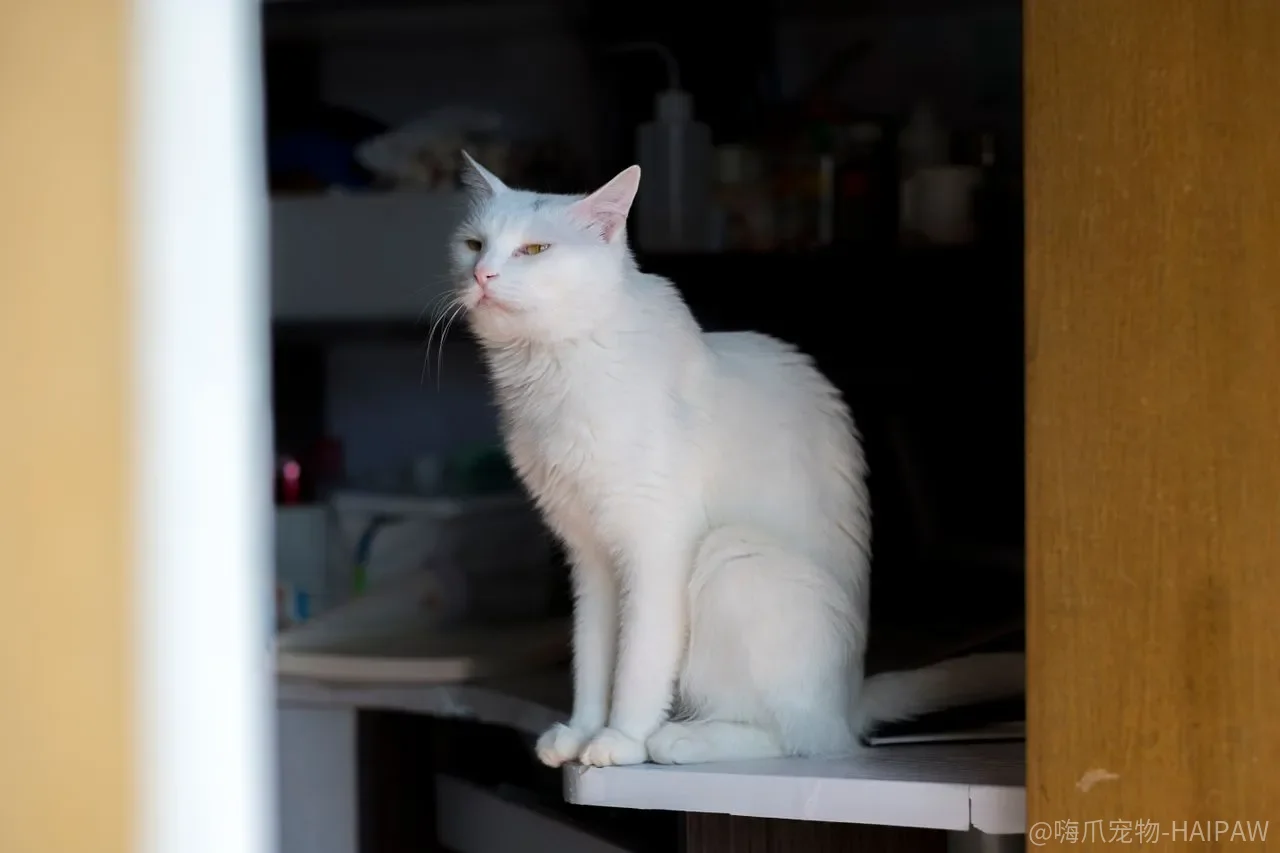 猫接不住抛来的食物，是反应慢还是你扔的方式不对？
