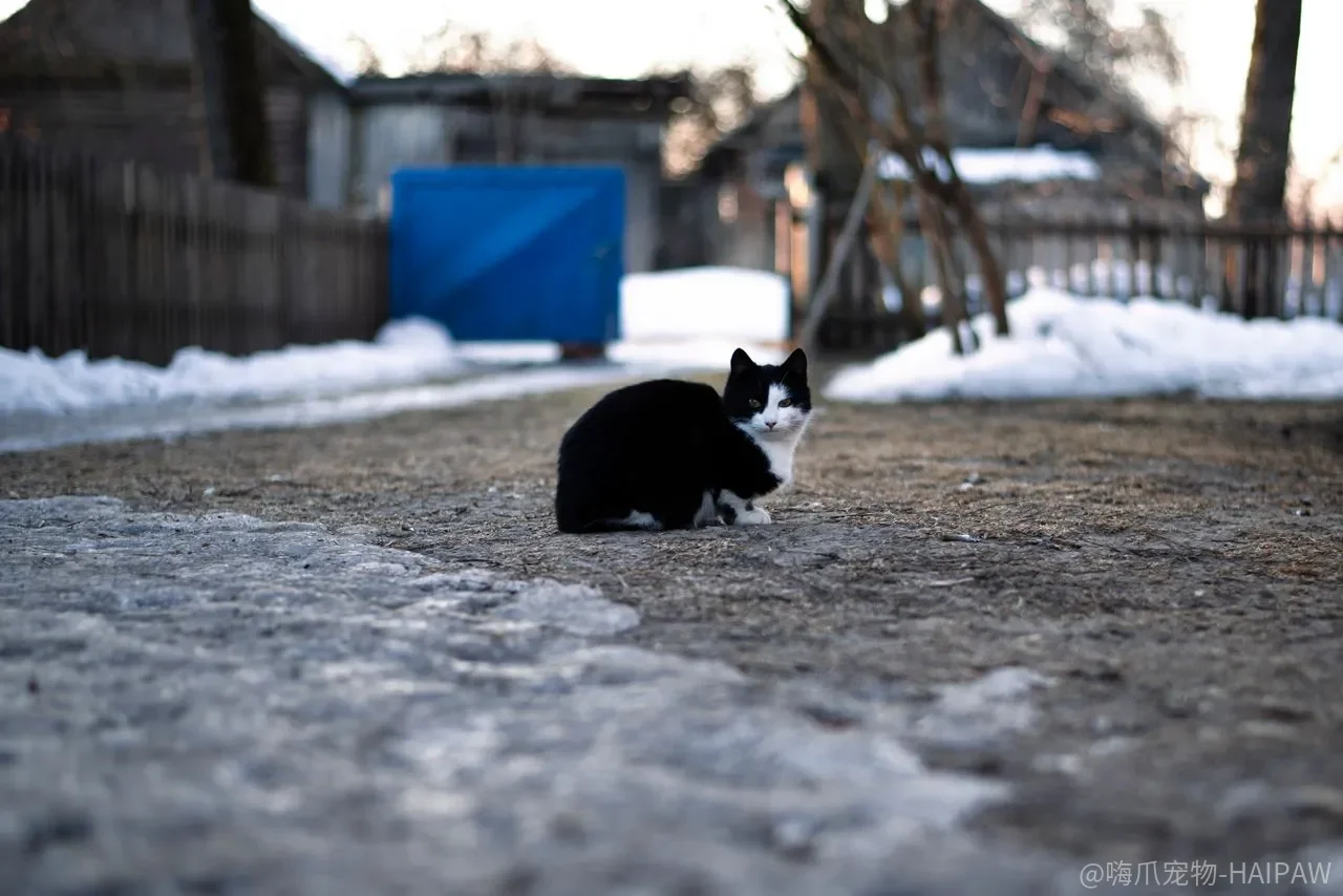 猫总吐舌头只是卖萌？这几种情况可能是在喊疼