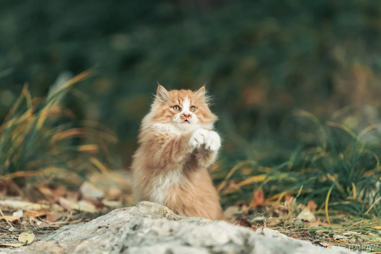 猫狗同养总打架？不是它们合不来，是引入顺序和退路没做对