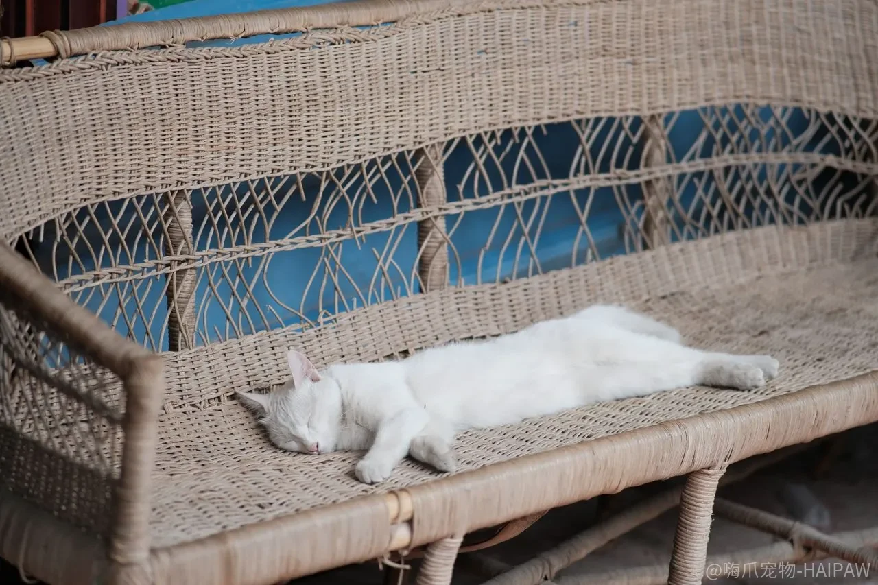 猫不在猫砂盆上厕所，打骂和按头都没用——先排查这四件事