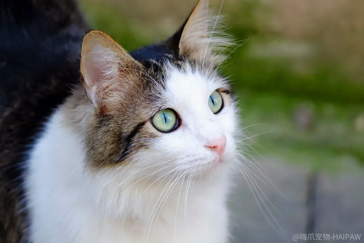每天陪猫玩几分钟，真的能改变它的行为问题吗？