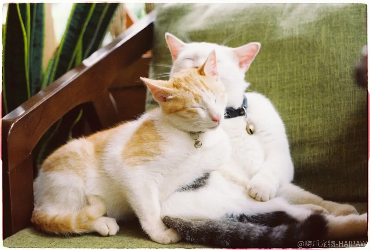 猫啃绿植只是调皮？这些盆栽可能让它进急诊