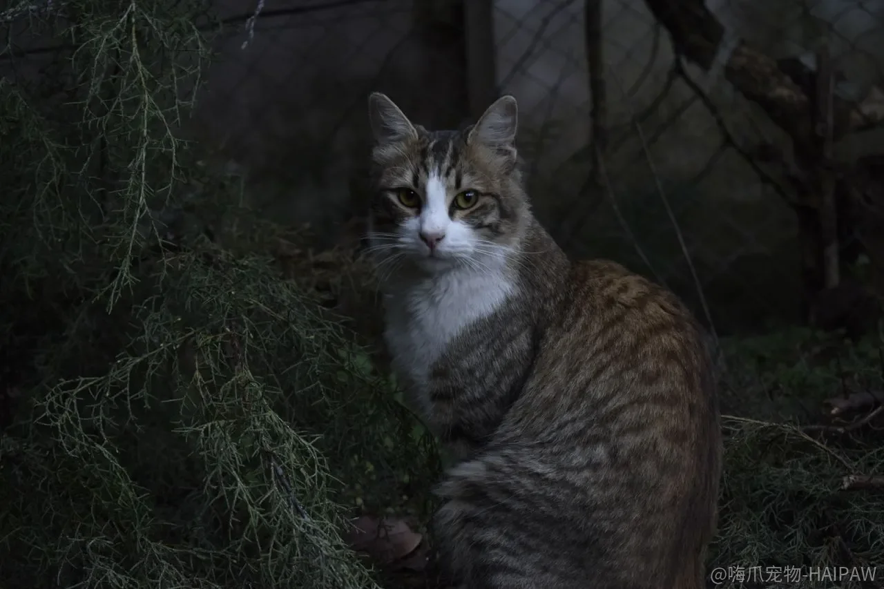 猫叼回死老鼠，打嘴巴能教会它“不吃”吗？风险在毒不在嘴