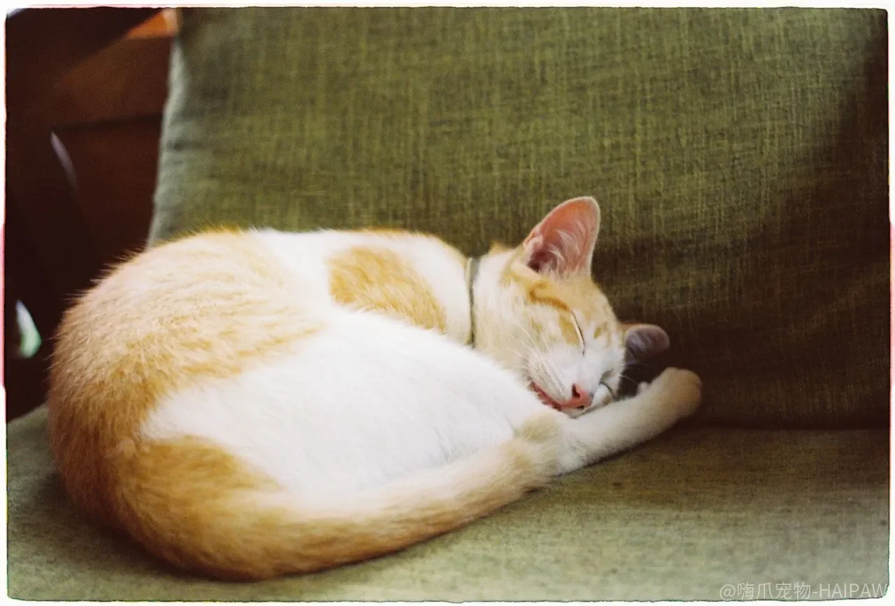 猫闻一闻就走开，饿两顿就吃了？挑食和厌食之间差着一条命