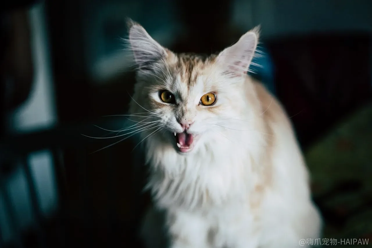 猫抓板买回来猫不抓，是板子不行还是位置从头就放错了？