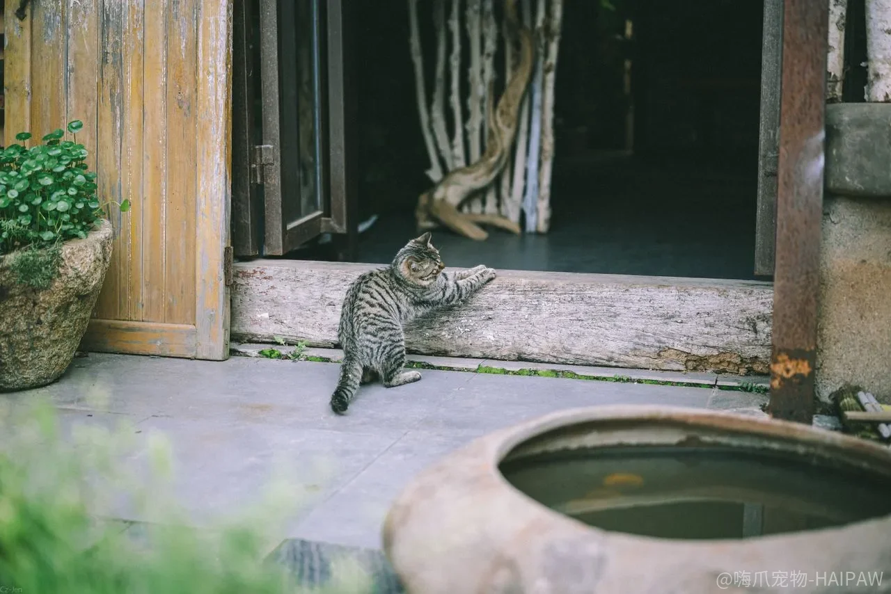 训练猫靠强迫和惩罚？猫不是狗，这套方法可能从根上就错了