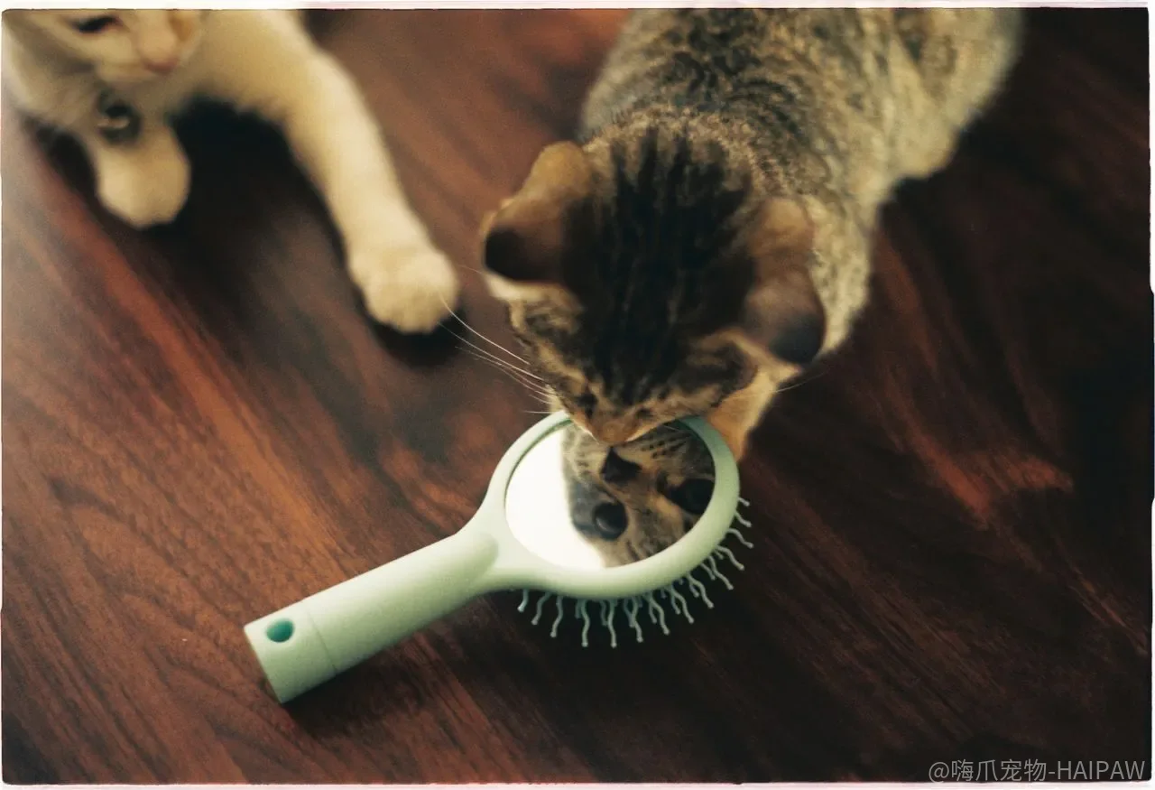 猫不是狗，训练总失败是猫不听话还是方法从根上就错了？