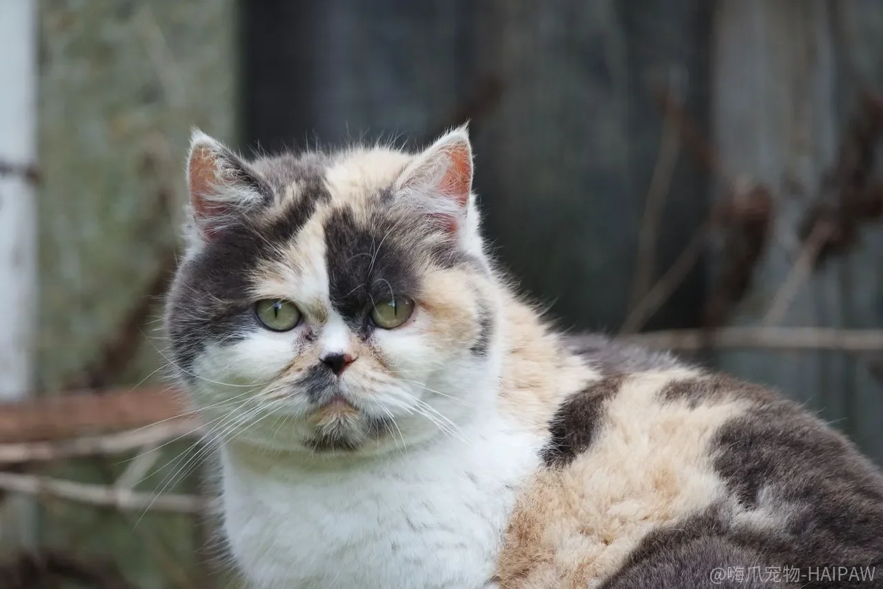 教猫蹲马桶省了猫砂，但滑落一次可能前功尽弃，这笔账划算吗？