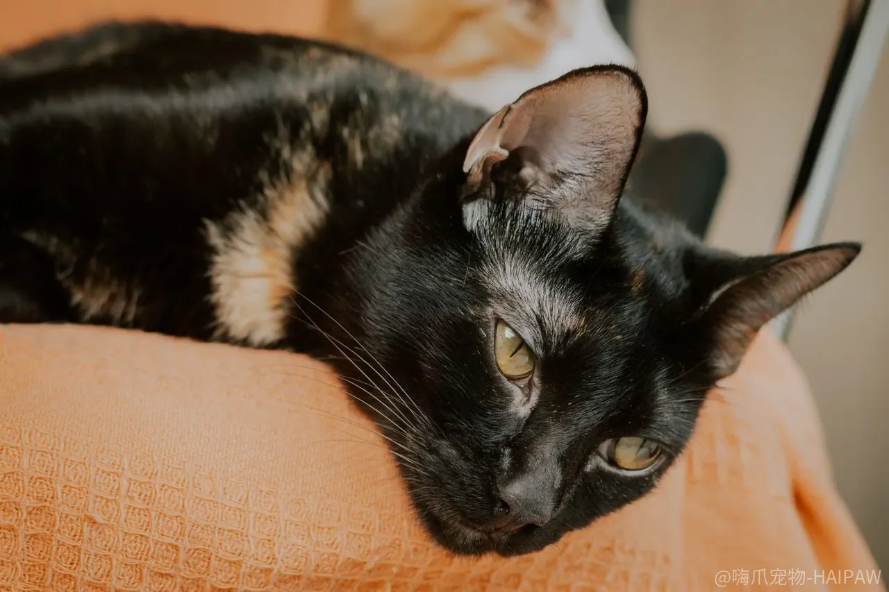 猫捉老鼠是本能，但吃下死老鼠的风险你可能没算过