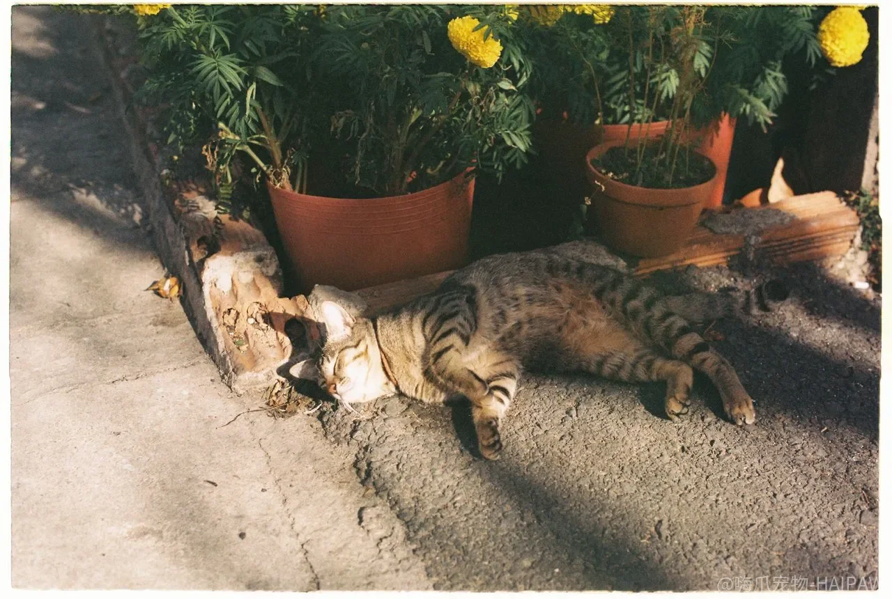 猫犯错打一顿就长记性了？棍棒教育在猫身上留下的，是怕不是乖