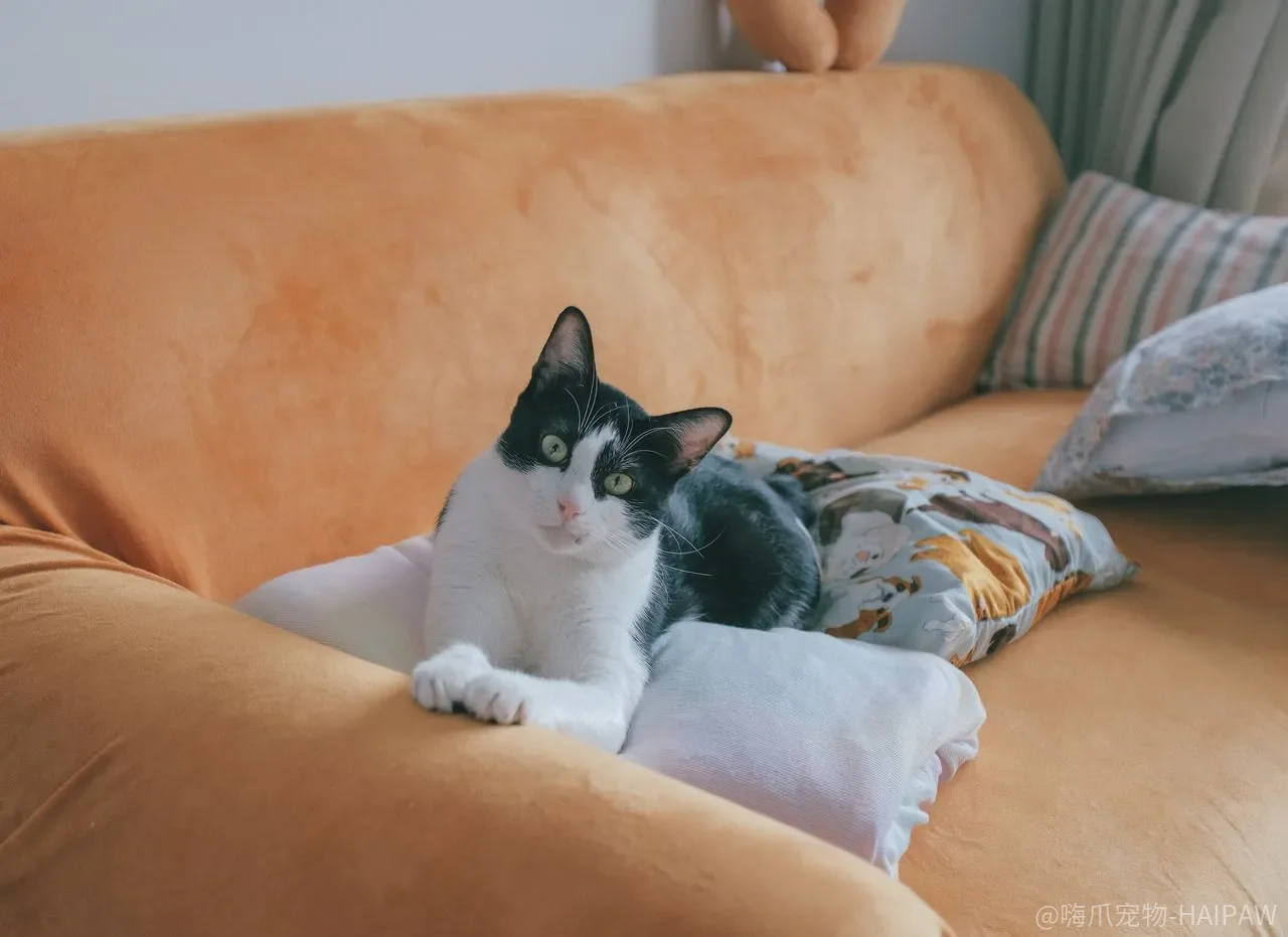 猫不用教就会用猫砂盆？这个“本能”被高估了，环境不对照样乱拉