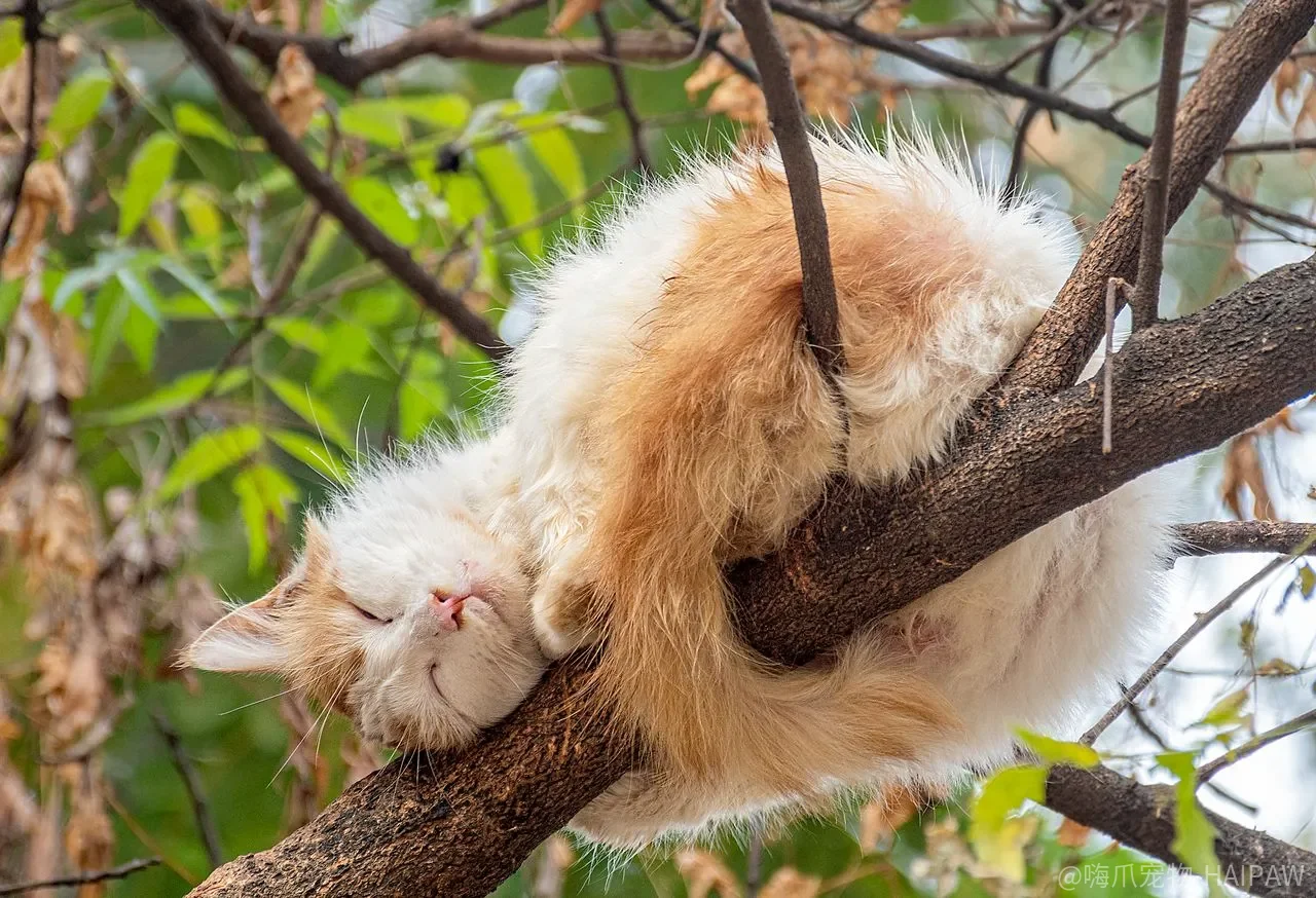 猫被抓住后颈就“定住”，是点穴还是另有原因？能不能拎着走？